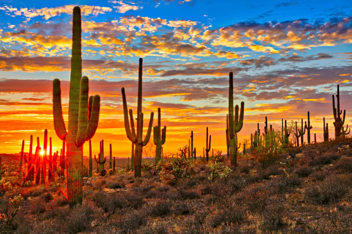 Towering saguaro cacti are silhouetted against a dramatic sunset, with distant hills bathed in warm, fading light. The scene exudes serenity and the inviting allure of Arizona evenings, perfect for unwinding after a day of exploration.