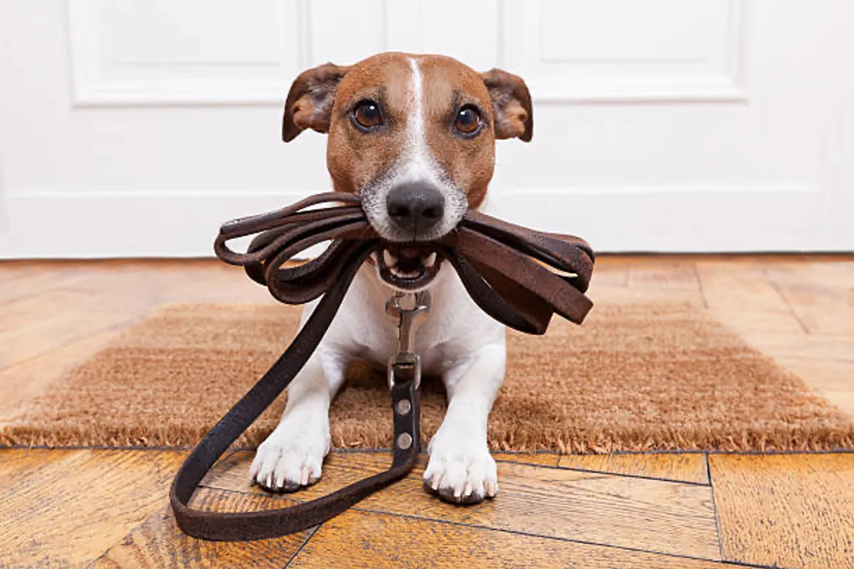 A cheerful scene at the home’s entrance, featuring a dog on a leash ready for a walk, a welcome mat, and warm wooden flooring. This moment suggests the start of an outing or a family adventure outside.