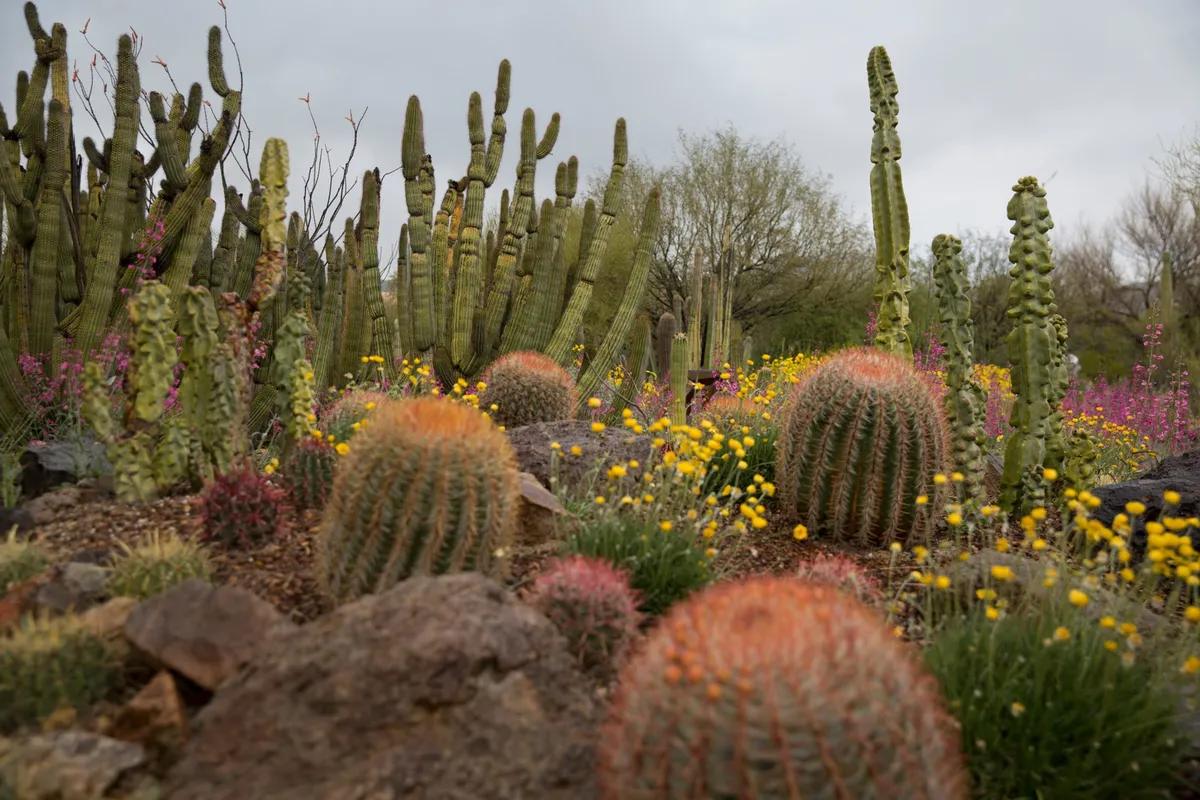 A colorful exterior scene filled with a variety of cacti, blooming flowers, and striking rock formations. The composition invites exploration, offering opportunities for leisurely walks, nature photography, or simply enjoying the vibrant flora unique to Arizona.